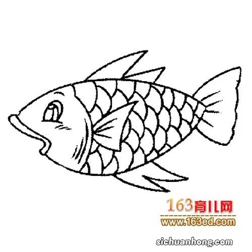 鲫鱼怎么画