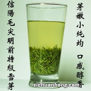 信阳毛尖头茶什么时候出