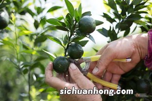 小清柑里面是什么茶