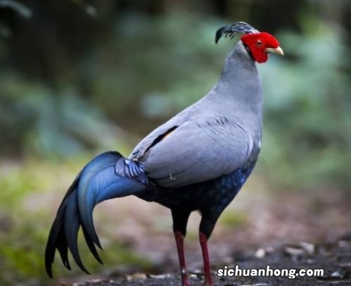 黑色鸡卵能是什么鸡