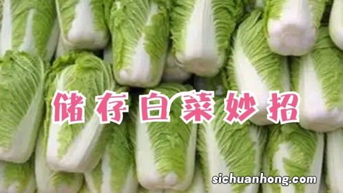 大白菜能保存多久