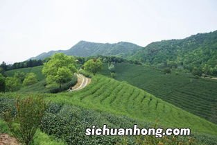 九曲红梅茶 每年什么时候采摘