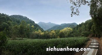 九曲红梅茶 每年什么时候采摘