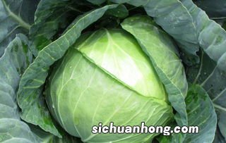 甘蓝和什么一起吃