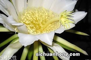 怎么洗霸王花