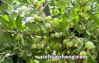 灯笼果剥开需要洗吗