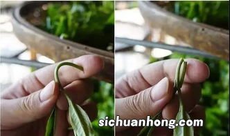 鲜叶的净度指什么意思