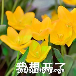 重庆郁金香花海在哪里