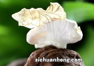 青皮核桃手黑清洗秘方