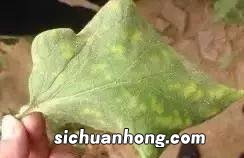 茄果类蔬菜的共同特点是