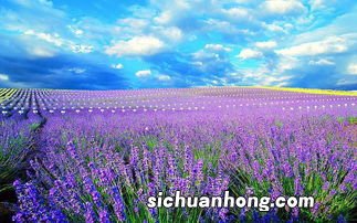 新疆薰衣草几月开花
