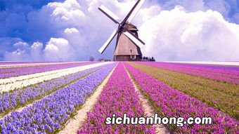 新疆薰衣草几月开花