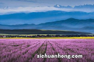 新疆薰衣草几月开花