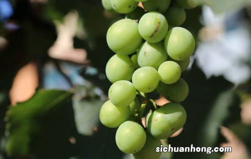 葡萄太酸怎么吃会好吃