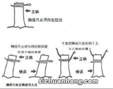 胸径是什么意思