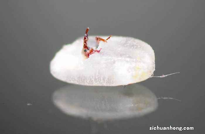 米里生黑虫子还能吃吗