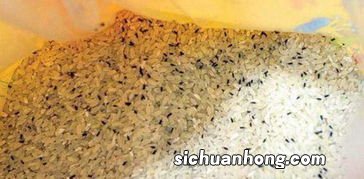 米里生黑虫子还能吃吗