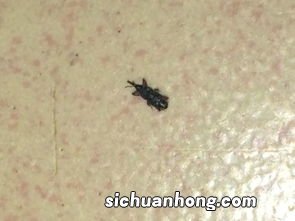 米里生黑虫子还能吃吗