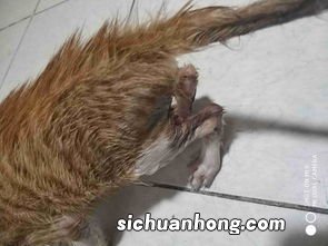 老鼠粘上的胶怎么洗掉