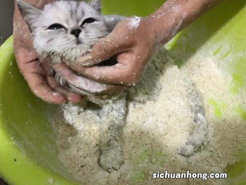 老鼠粘上的胶怎么洗掉