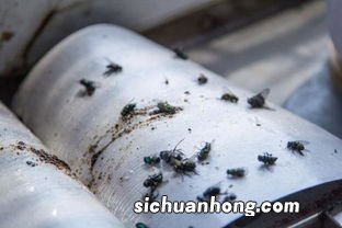 老鼠粘上的胶怎么洗掉