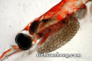 磷虾为什么不能吃