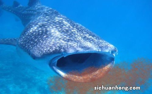 磷虾为什么不能吃