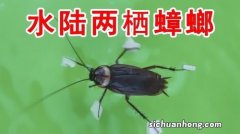 蟑螂会游泳吗