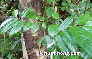 过山风藤的功效与作用
