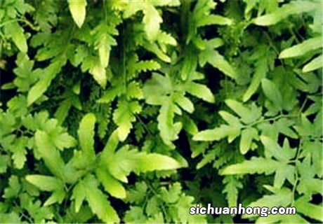 过山风藤的功效与作用