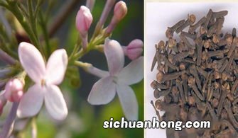 丁香什么功效和作用