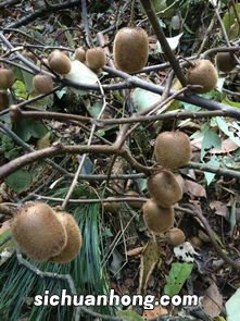 野生猕猴桃怎么熟的快