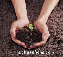 土壤是生物吗
