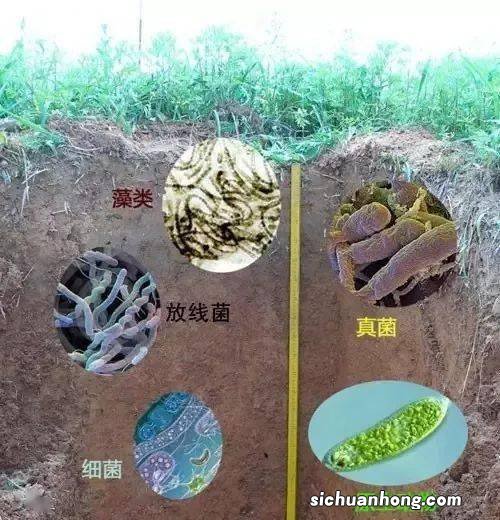 土壤是生物吗