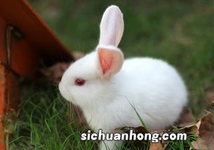 小白兔用什么辨别气味