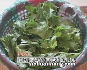 蔬菜上有蓝色的东西是什么