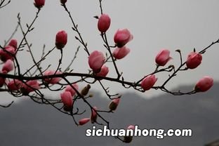 辛夷花泡水喝的功效