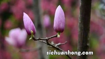 辛夷花泡水喝的功效