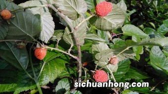 空心泡吃了有什么好处