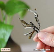 茶越陈越香是什么意思