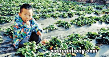 荷兰都有什么水果