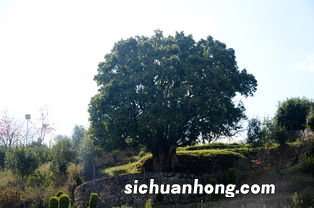 什么是野放茶树