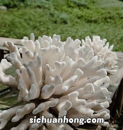 海白有什么功效与作用