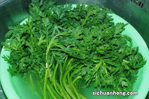 贡菜什么时候成熟
