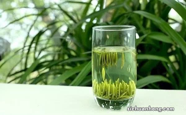 永川秀芽茶属于什么茶