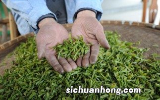 为什么茶叶要经过工序制作