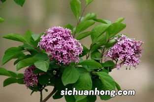 丁香花茶什么样子