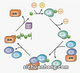 蛋白七分发是什么样的