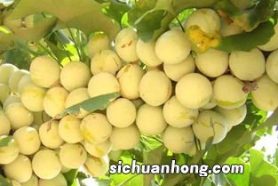 银杏结的果怎么吃