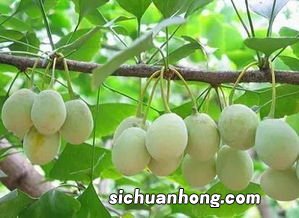 银杏结的果怎么吃